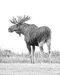 BB_20240806_0185 / Alces alces / Elg
