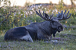 BB_20240806_0241 / Alces alces / Elg