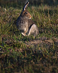 BB_20240807_0126 / Lepus timidus / Hare