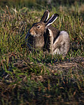 BB_20240807_0137 / Lepus timidus / Hare