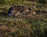 BB_20240807_0141 / Lepus timidus / Hare