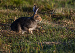 BB_20240807_0142 / Lepus timidus / Hare