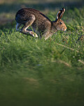BB_20240807_0147-SharpenAI-Focus / Lepus timidus / Hare