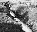 BB_20240807_0212 / Alces alces / Elg