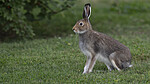 BB_20240808_0082-Forbedret-NR / Lepus timidus / Hare