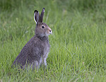 BB_20240808_0090 / Lepus timidus / Hare