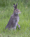 BB_20240808_0091 / Lepus timidus / Hare
