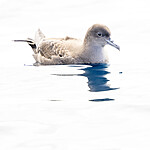 BB_20240809_0136 / Puffinus griseus / Grålire