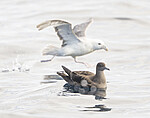 BB_20240809_0149 / Fulmarus glacialis / Havhest <br /> Puffinus griseus / Grålire