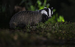 BB_20241004_0022 / Meles meles / Grevling
