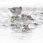 BB_20250123_0257 / Calidris maritima / Fjæreplytt