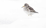 BB_20250123_0290 / Calidris maritima / Fjæreplytt