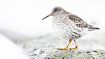 BB_20250123_0305 / Calidris maritima / Fjæreplytt