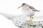 BB_20250123_0306 / Calidris maritima / Fjæreplytt