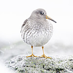 BB_20250123_0311 / Calidris maritima / Fjæreplytt