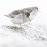 BB_20250123_0349 / Calidris maritima / Fjæreplytt