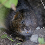 BB_20250926_0086 / Arvicola amphibius / Vånd