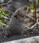 BB_20250926_0092 / Arvicola amphibius / Vånd