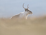 BB_20251003_0036 / Rangifer tarandus / Rein
