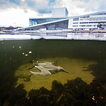 BB_20251023_0100- / Uria aalge / Lomvi