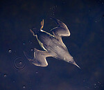 BB_20251107_0109 / Uria aalge / Lomvi