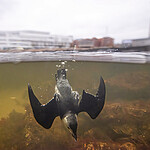 BB_20251107_0177 / Alle alle / Alkekonge