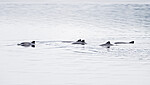 BB_20251223_0104 / Phocoena phocoena / Nise