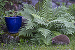 BB_20260604_0023 / Dryopteris filix-mas / Ormetelg <br /> Erinaceus europaeus / Piggsvin