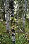 DSC_0397 / Lobaria pulmonaria / Lungenever