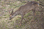 DSC_0402 / Capreolus capreolus / Rådyr
