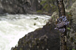 DSC_0643 / Collema actinoptychum <br /> Dendriscocaulon intricatulum <br /> Lobaria hallii / Fossenever