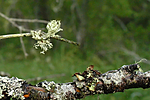 DSC_0849 / Ramalina obtusata / Hjelmragg