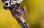 DSC_1326 / Austrella arachnoidea <br /> Erioderma pedicellatum / Trønderlav