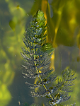 DSC_5594 / Ceratophyllum demersum / Hornblad