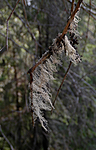 DSC_6099 / Ramalina thrausta / Trådragg