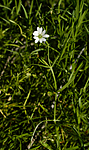 DSC_6575 / Stellaria palustris / Myrstjerneblom