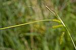 DSC_6782 / Carex pseudocyperus / Dronningstarr