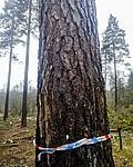 IMG_20201205_120429 / Pinus sylvestris / Furu