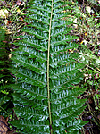 KA2_090922_0240 / Polystichum aculeatum / Falkbregne