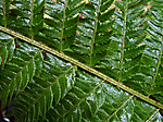 KA2_090922_0242 / Polystichum aculeatum / Falkbregne