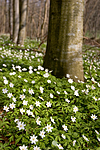 KA_05_1_3179 / Anemone nemorosa / Hvitveis