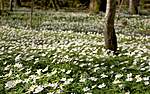 KA_05_1_3188 / Anemone nemorosa / Hvitveis