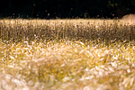 KA_05_1_5258