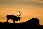 KA_05_1_5737 / Rangifer tarandus / Rein