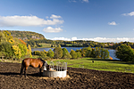 KA_05_1_5814 / Equus caballus / Hest
