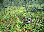 KA_05_2_0753_w