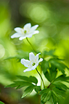 KA_06_1_0621 / Anemone nemorosa / Hvitveis