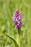 KA_06_1_0751 / Dactylorhiza incarnata / Engmarihand