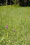 KA_06_1_0752 / Dactylorhiza incarnata / Engmarihand
