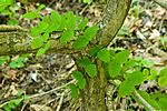 KA_06_1_0835 / Vicia pisiformis / Ertevikke